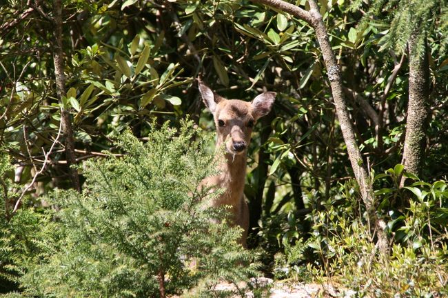 かわいいヤクシカちゃん