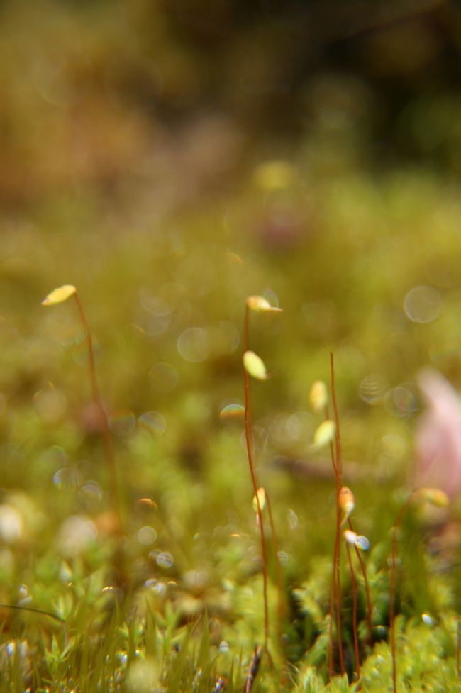 苔好きにはたまりません！<br />太陽の光が射すと、水滴がキラキラと光ってキレイでした。