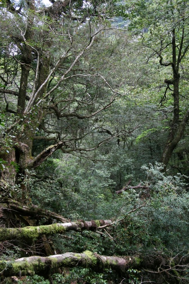 帰り道の途中にヤクスギランドがあり３０分コースを歩いてみました。<br />ヤクスギランドって名前から安っぽいテーマパーク（ごめんなさ〜い）を想像しちゃうんだけど、屋久島の原生林を鑑賞できるところだったんですね。<br />３０分コースだったけど見ごたえありました。<br />