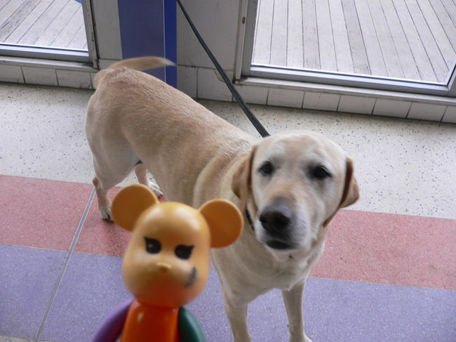 『犬』<br />フェリー乗り場にいる見知らぬ犬なのだ。