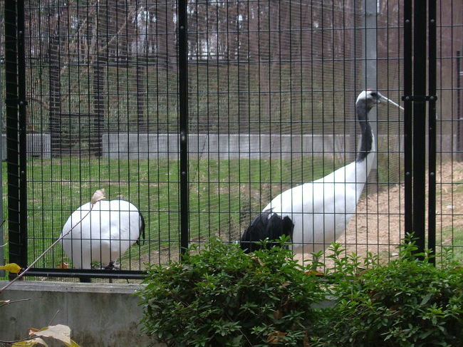 丹頂鶴<br />元旦には芝生に放されるそうです。