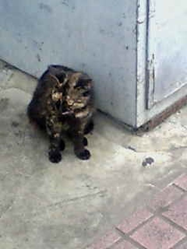 農連市場は、有名ではないが観光として認識されつつあるという。<br /><br />朝７時頃、観光客も歩いてない時間帯に市場中央通りを歩く。<br />ほとんど閉まっているが、一部空いている店もあった。<br />まっすぐ進むと、交差点にでる。<br /><br />そこに猫がいた。