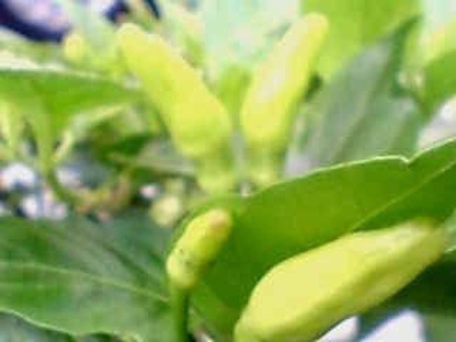 市場を抜けたところに小学校や中学校があった。<br /><br />沖縄は本当に植物が多くて、緑であふれている。<br />個人宅に島とうがらしがあってビックリ。