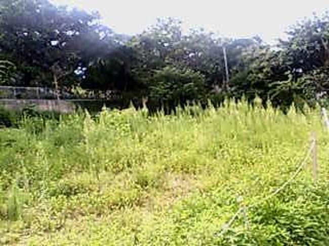 進むと、そこは大草原…とまではいかないにしても、<br />原っぱがあった。<br /><br />奥に進むと、危険な予感がしたので<br />近づかなかった。