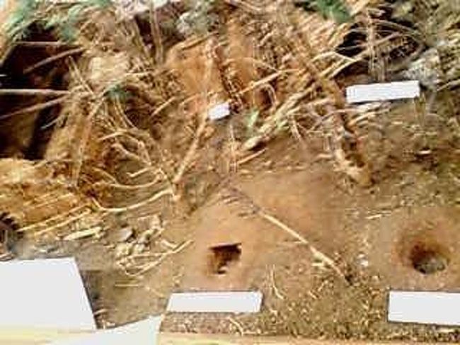 当時住んでいた家は、敵から身を守るためカモフラージュとして、木を柱として茅葺き屋根のように作られていた。<br /><br />館内にジオラマがある。<br />非常に精巧にできており、当時の様子が目に浮かぶ。<br /><br />私はベトナム戦争のようにおもえた。<br /><br />写真は空いている穴。<br />なんだったか覚えていない。