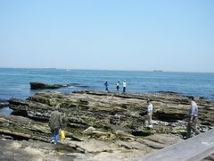 観音崎でも　ちょこっと磯遊び。
