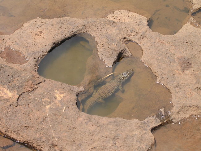 車でアルゼンチン国境を渡り、<br />電車に乗り、<br />アルゼンチン側トレールに到着。<br />水溜りに、メガネカイマンがいた。