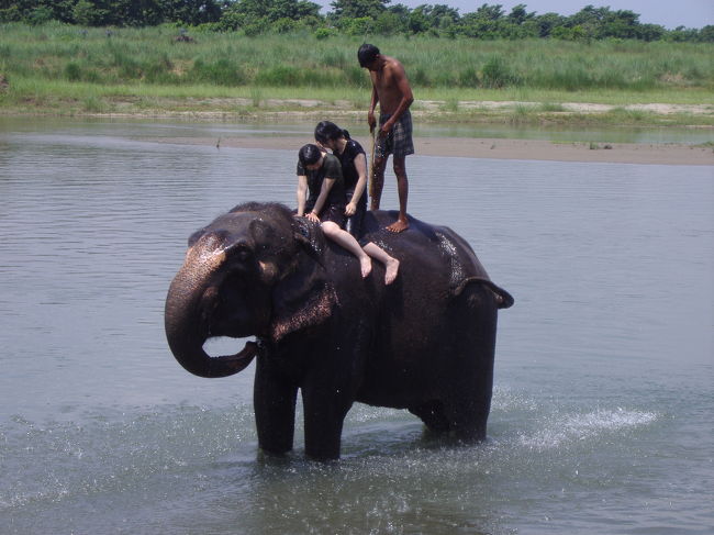Chitwanで象の水浴びを体験！！