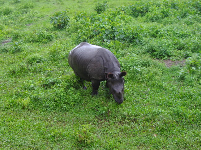 象に乗っていれば、野生のサイだって見られます。<br />ちなみに、絶滅危機のインドサイ。<br />角が１つで、日本の動物園にいるサイとは違うものなんです。（日本にいるサイは、角が２本あります。)