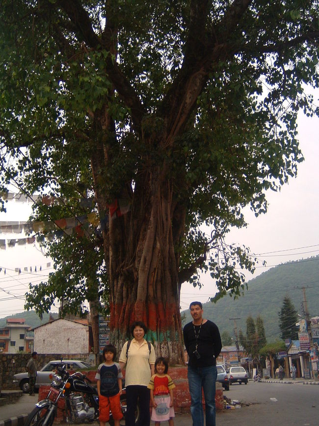 　往路はソウル（インチョン）１泊後、カトマンズ。翌日にポカラへ移動。この間の写真が、現地事務所のＰＣに入っています。事情があって現在入手できません。ソウル、インサドンのおいしい馴染み屋台などの楽しい写真は、また今度。<br />　これは、ポカラ、レイクサイドのメイン通りです。あちこちに菩提樹があって、この根元で休み語らうようになっています。ほんとうにず〜と休んで語っている人たちもたくさんいます。