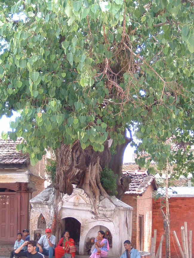 　広場のはずれの寺院奥に、どっちが先やねん!的な風景があります。年々、迫力を増します。祠が先？菩提樹が先？