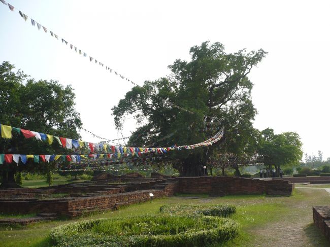 ルンビ二ーです