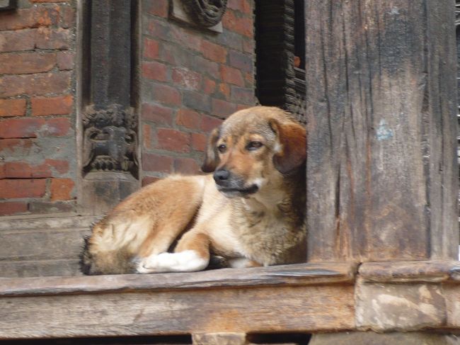 お寺の隅で雨宿り