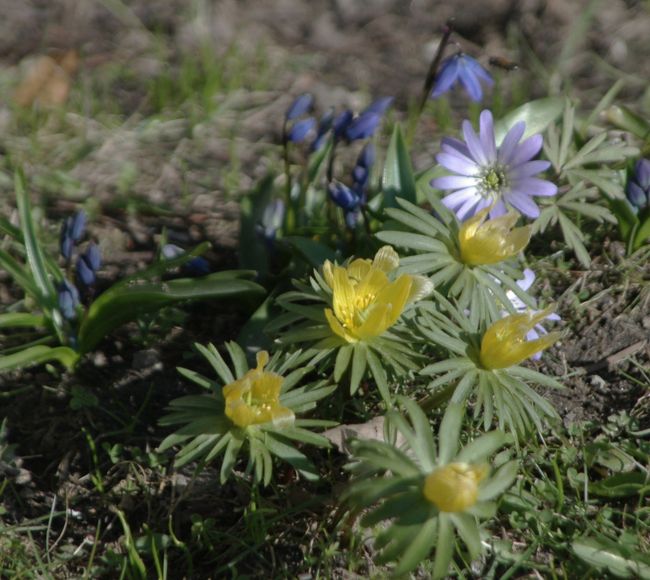 市庁舎の庭園には、春の草花が咲いていた。節分草とアズマイチゲ