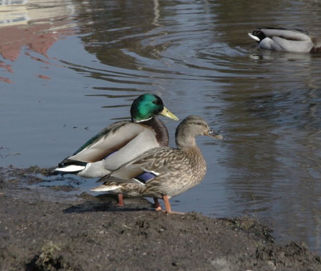 シベリウス公園の野生のマガモの番。全然人を恐れなかった。