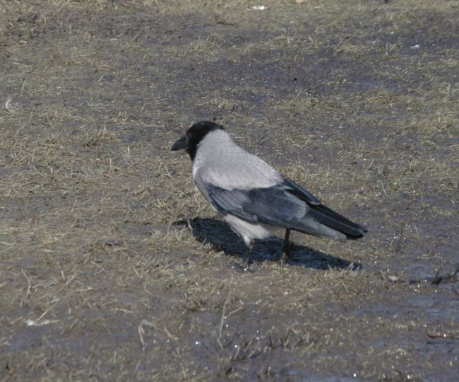シベリウス公園にて。<br />当地のカラスはこの白と灰色のものが多い。<br />九州に冬渡ってくるコクマルガラスよりかなり大きい。