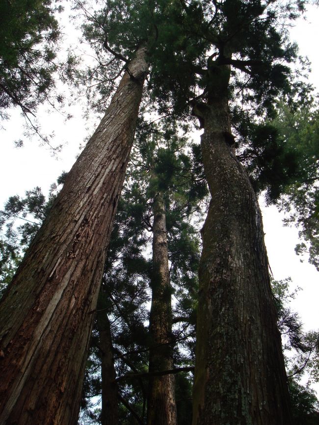 〜伊勢神宮〜<br />立派な杉の木。<br />宮内の木々はしっかり手入れがされていて、どこを見てもきれいです。