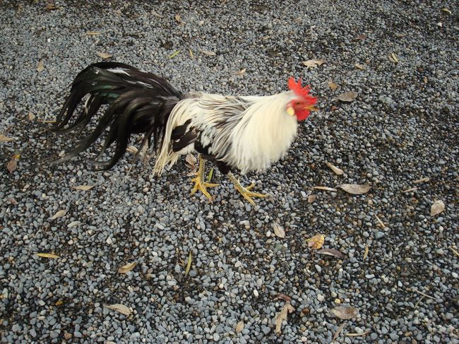 〜伊勢神宮〜<br />ちゃぼ？が放し飼いに・・。<br />人間慣れしているのか結構おとなしい。