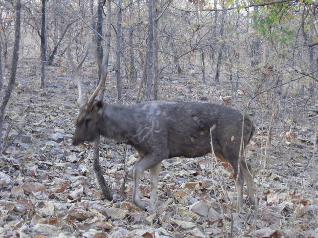 Panna National Park, Jan.26<br />虎を見に朝からパンナ国立公園へ。迎えは窓ガラスが無いかなりのボロ車。でこぼこ道を猛スピードでつっぱしって到着。園内は、相当胡散臭いガイドとジープで周りました。ワニ、鳥、いろいろな野生動物を見ましたが、虎には会えず・・・。