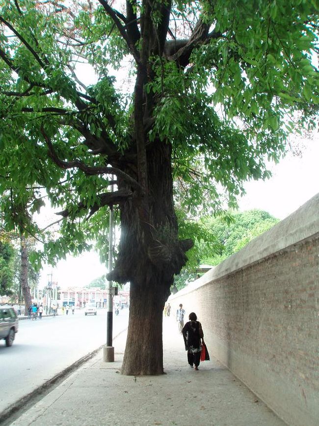 カトマンズでは町の中にこのような巨木があります。ここは現王宮の西側です。