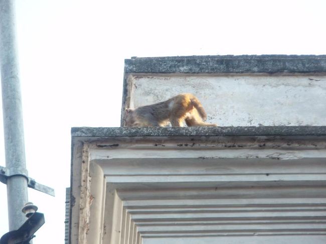 インドラ・チョークで猿を見かけました。ネパールはヒンドゥーの国なので、野良牛を町の中で見かけることがありますが、猿とはねぇ。