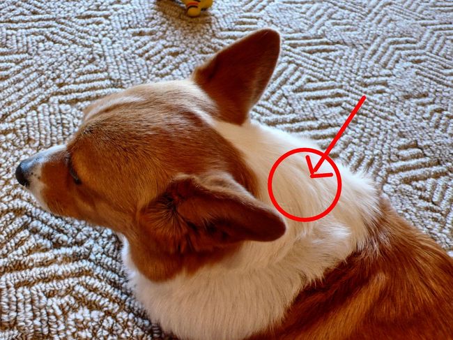 マフィン 帰国子女への道 犬のアメリカ入国から日本帰国まで アメリカの旅行記 ブログ By Muffinさん フォートラベル マフィン 帰国子女への道 犬のアメリカ入国から日本帰国まで アメリカの旅行記 ブログ By Muffinさん フォートラベル