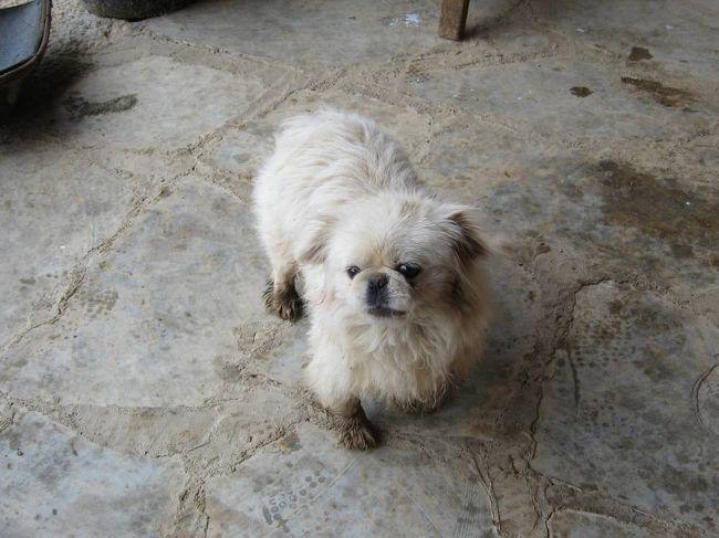 ドロだらけの姿で出迎えてくれたのが、このワンちゃんです。歓迎の仕草ではなく、ずっと吼え続けていましたが、噛み付く風ではありませんでした。