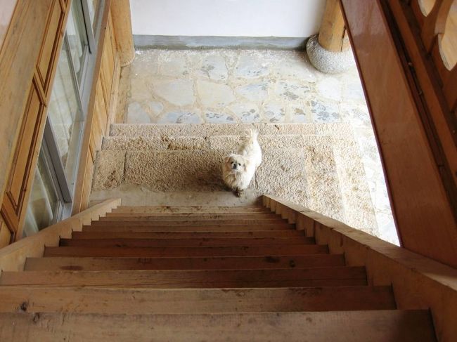 そのワンちゃん、2階への階段は登ってきませんでした。普段から躾けられているようでした。本当は一緒に遊びたかったのでしょう。