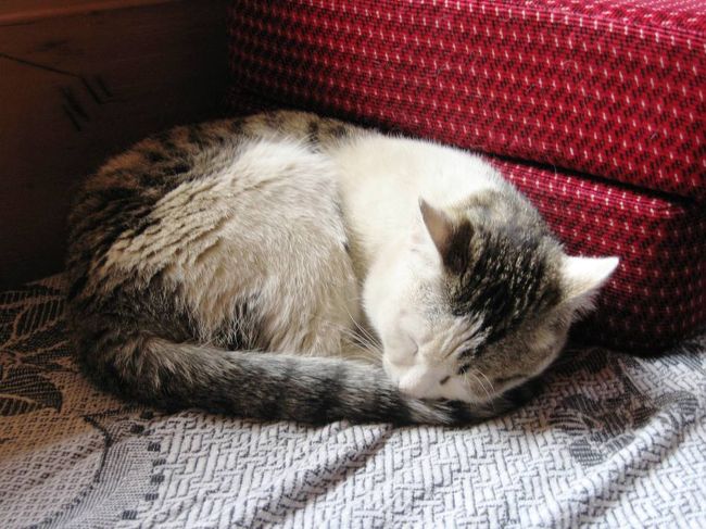 心地よさそうに、ソファーの上で眠っていた猫さんです。起き出した後は、薪ストーブの横で体を伸ばして、また寝てしまいました。