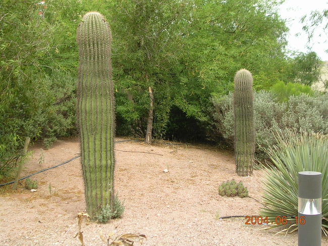 <br />さすが砂漠の真ん中です