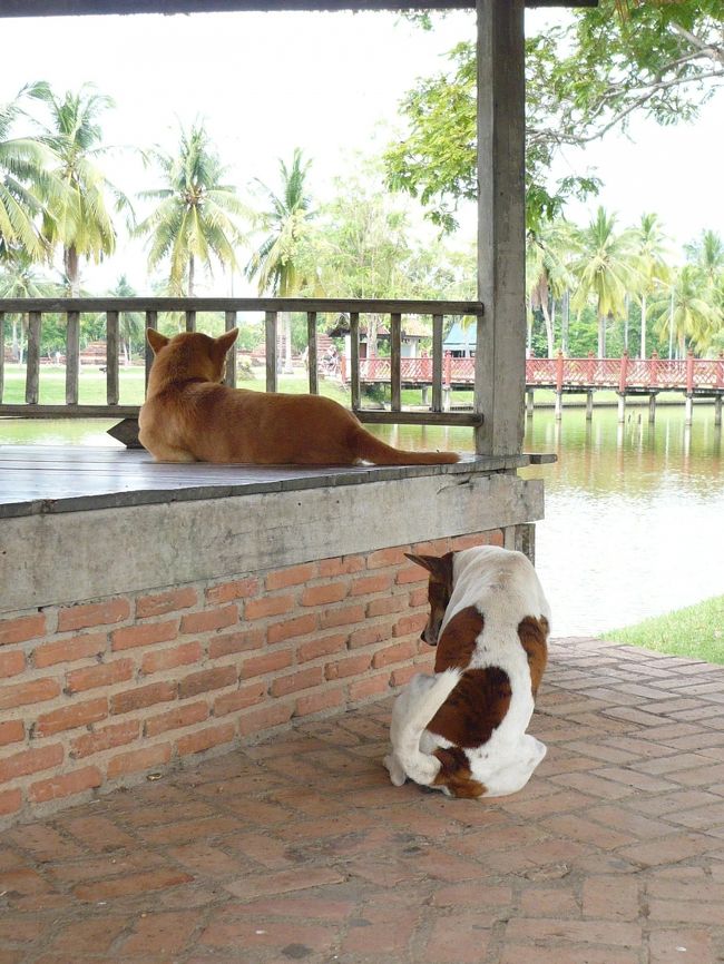 犬と一緒に日陰で休憩