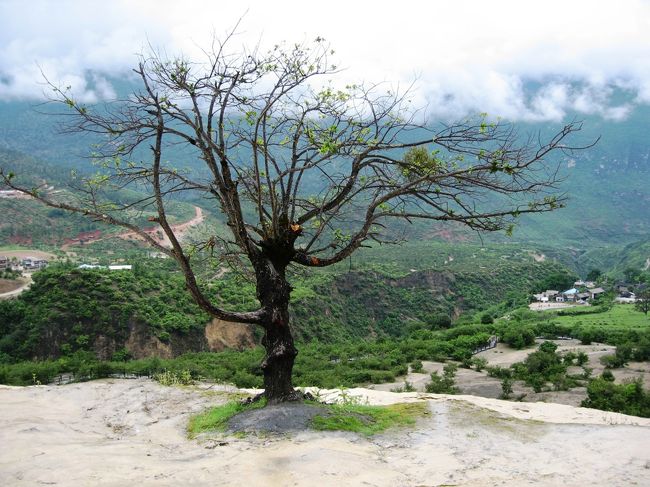 黄色い台地に取り残されたように生えていた１本の木です。炭酸カルシュウムの水の中で生き残った逞しい木です。