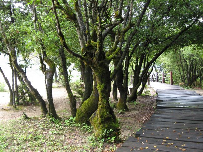 桟道の脇には木々が生い茂っていますから、日差しがきつくなる時期には、ありがたい木陰になってくれるようです。幹は、すっかり苔むしています。