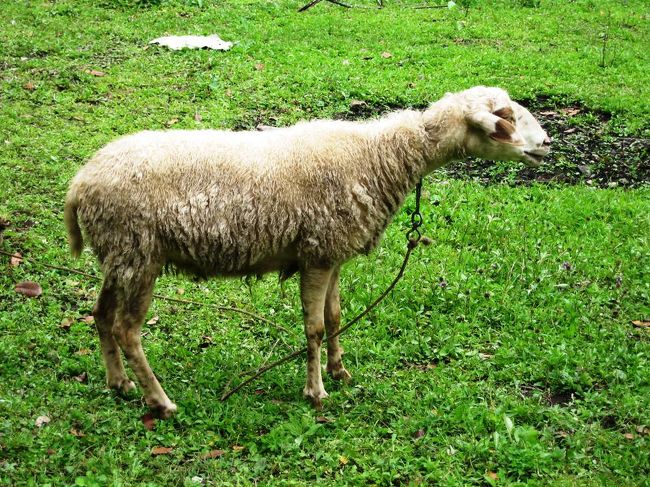 天然の箱庭を過ぎて奥に進みますと、どう言う訳か、羊が桟道の横に繋がれていました。痩せているように見えるのは、毛を刈られたためでしょうか？