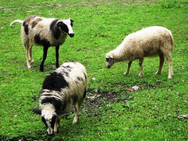 繋がれていたのは、1頭だけで、他の３頭は自由の身でした。推測ですが、1頭だけ繋いでおけば、他の3頭は遠くへ行ってしまわないのでは？