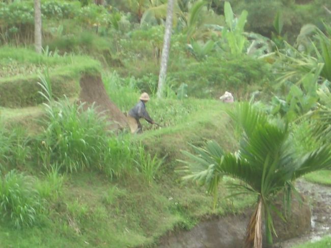 狭い棚田を鍬で起こして田植えの準備をする人。<br />耕耘機などはいるわけがない････。<br />年に2〜3回お米を作る。