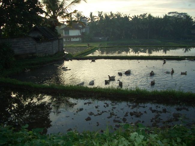 田植えが終わった（？）田んぼには<br />いろんなカモ達がたくさんいて雑草や小魚を食べている。