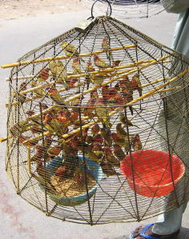 きれいな色の小鳥でしたが、多分着色してる。<br /><br />こちらの人はライチーに赤いペンキ吹きつけて売るんです。