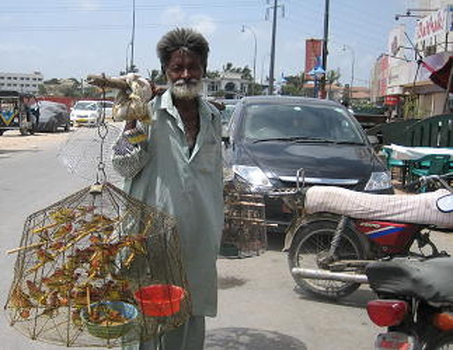 <br />お店の前で小鳥を売ってたおじさん。