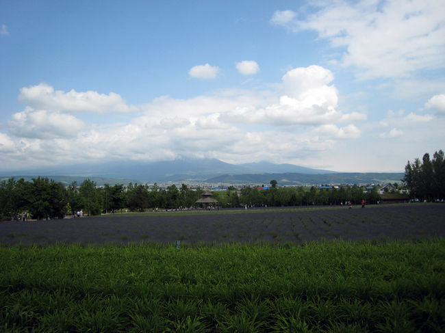 7月は、もっとラベンダーも咲いてキレイなんでしょうねー<br />その分、人も多いことでしょう。