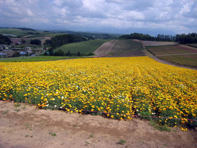 四季彩の丘<br />富良野とは全く違う感じ。<br />かなりいいです。