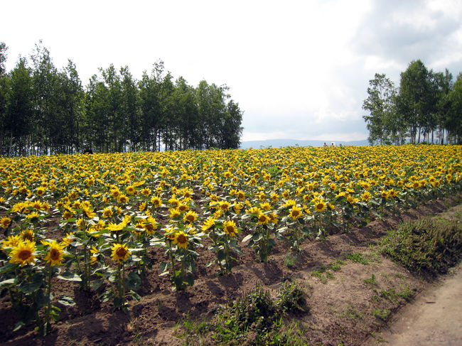 ひまわりが満開。<br />サイズが小さめで、カワイイ♪