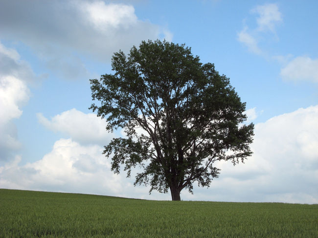 哲学の木<br />発見したときには、感動！！<br />急にぽつんと現れたのと人が全くいなかったので、良かったかも。<br />周りに余計なものがないのが不思議でした。<br />最初、少し遠めで撮り、もっと近くで撮ってみたのですが、美瑛の景色(木)は少し遠くからが良いですね。<br />この木は好きかも。。<br />