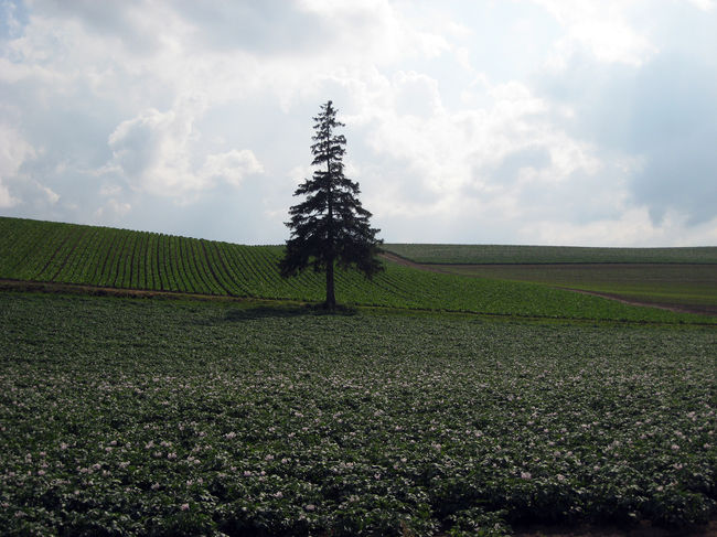 パノラマロード終了のクリスマスツリーの木<br />見事なツリーです。冬にも見たいですねー