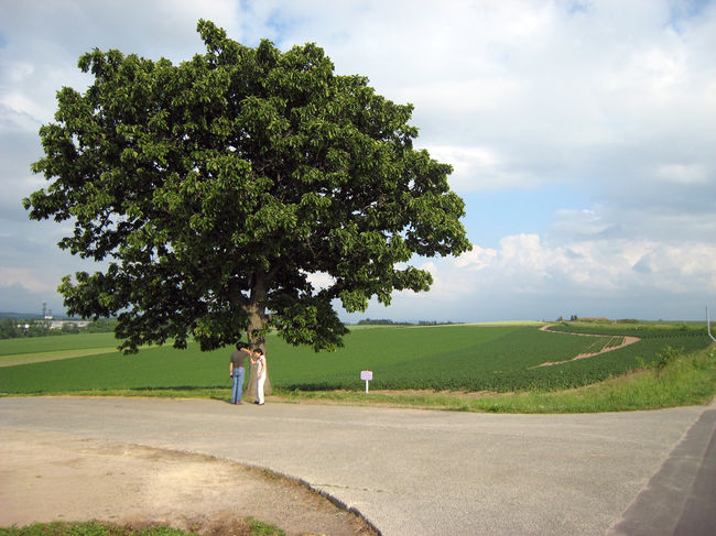 セブンスターの木<br />木のボリュウムに驚きです。<br />このあたりに来ると、観光客が沢山で、写真を撮るのも一苦労