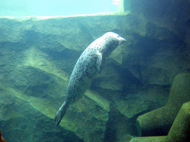 アザラシ館。気持ちよく泳いでる。羨ましい。。。