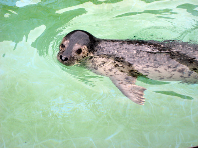 サービス精神があるのか、カメラ目線！！シャッターチャンス。<br />かなりカワイイ目♪癒されますねー<br />近くで、目が合うと(多分)やられますね！！