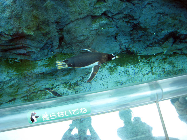 ペンギン館。<br />またしても、気持ちよく泳ぐペンギン。<br />もぐもぐタイムが近かったので、外で待機。しかし、水中のを見たかったかも。係りの人が、ペンギンの口に入れてあげるんですねー<br />意外だったなー<br /><br />