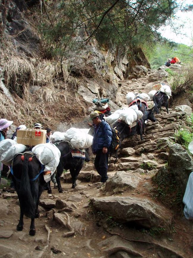 我々のパーティーのペースは非常に遅いので、時々後から来るパーティーに道を譲ります。ゾッキョは急な階段を必死に上っていきます。たまに疲れて前足を折り曲げて休むゾッキョもいます。