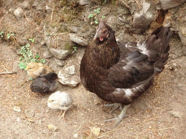 ひよこが３羽。すべて色が違います。